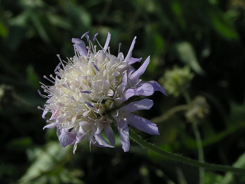 Скабиоза ochroleuca