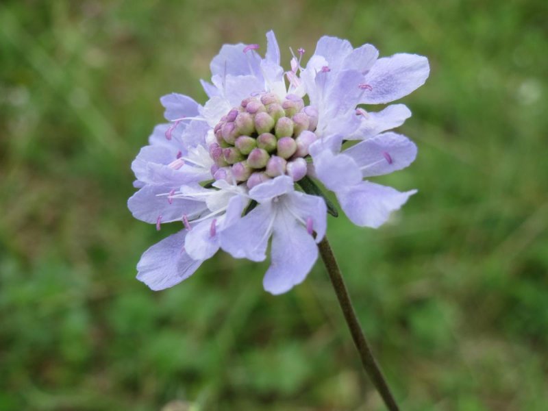 Scabiosa ochroleuca