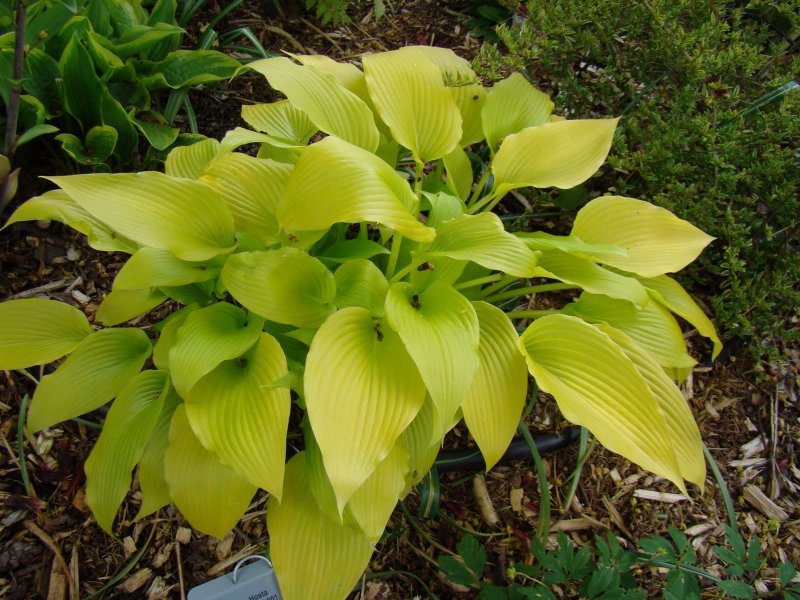 Хоста Hosta hybride Moonstruck