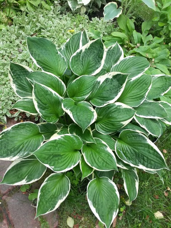 Хоста (Hosta `Francee`)