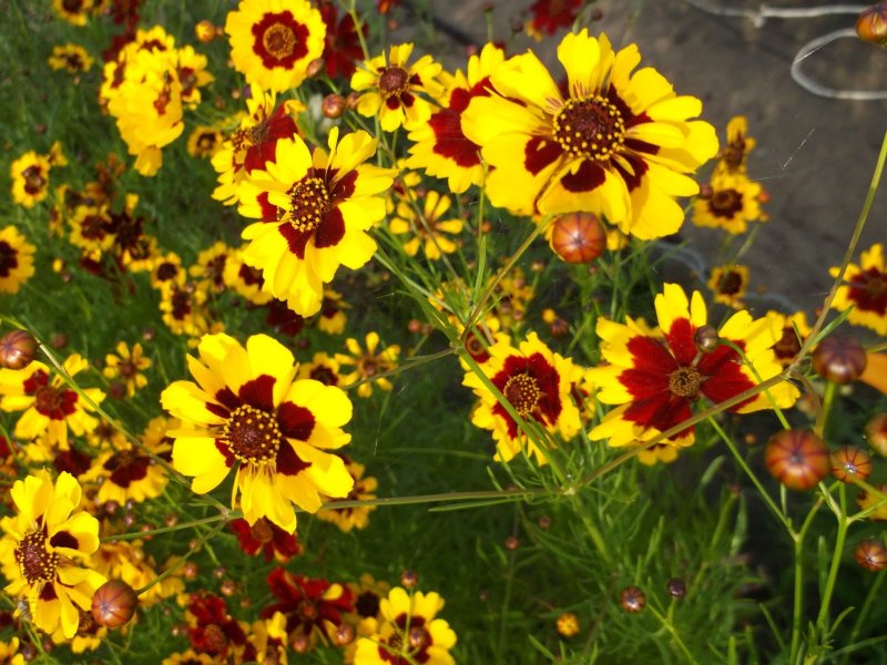 Кореопсис красильный (Coreopsis tinctoria)