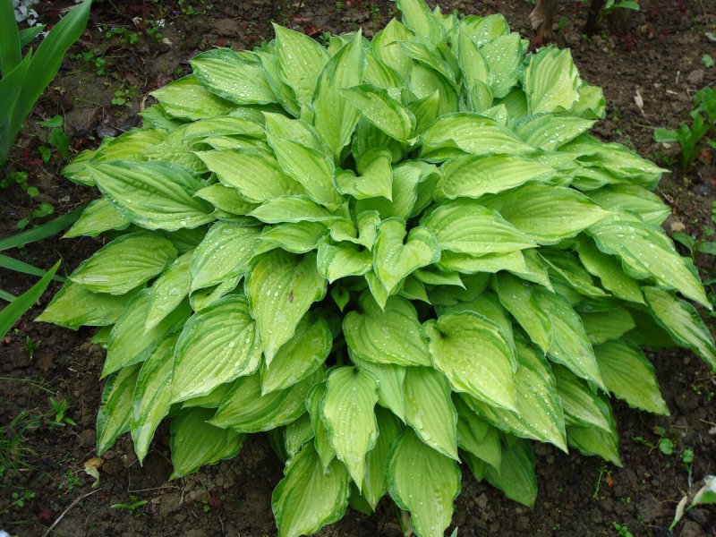 Хоста белоокаймленная куст
