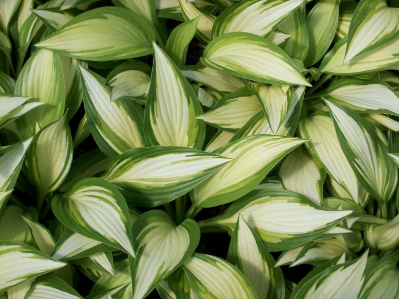 Хоста «Sea Lotus Leaf»