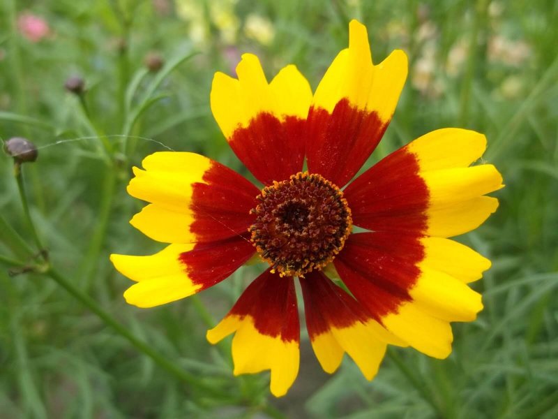 Кореопсис красильный (Coreopsis tinctoria)