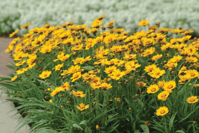 Кореопсис Coreopsis grandiflora Sunfire