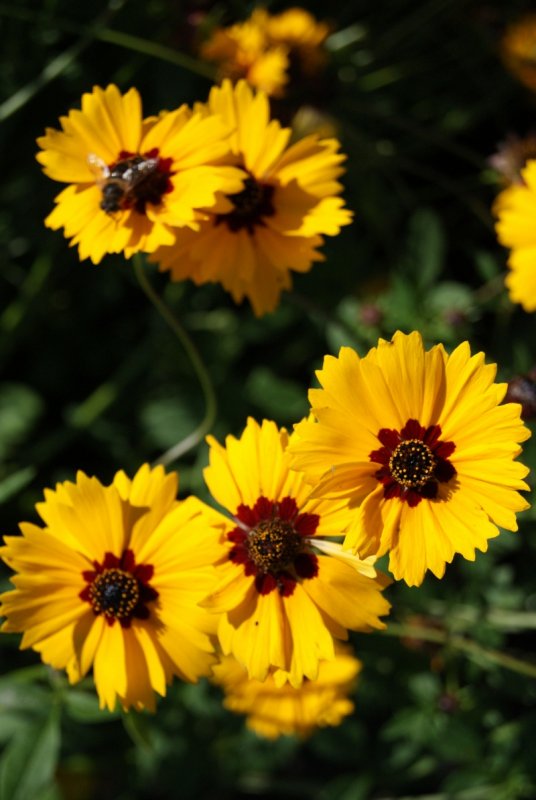 Кореопсис красильный (Coreopsis tinctoria)