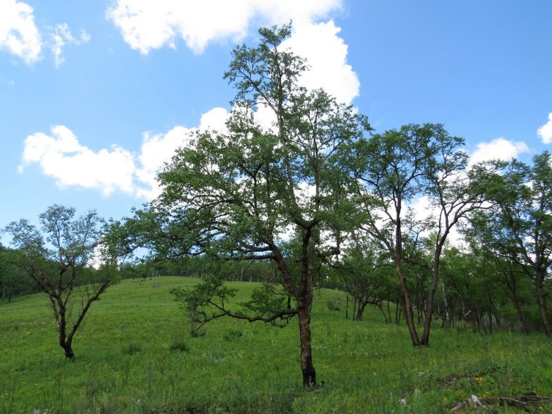 Береза черная Betula nigra