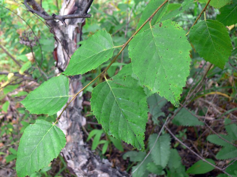 Береза Даурская (Betula dahurica)