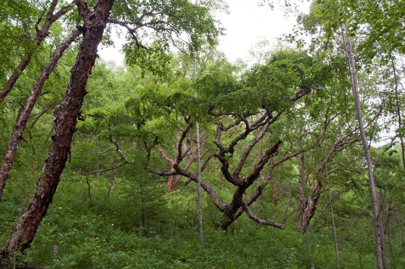 Береза Даурская (Betula dahurica)