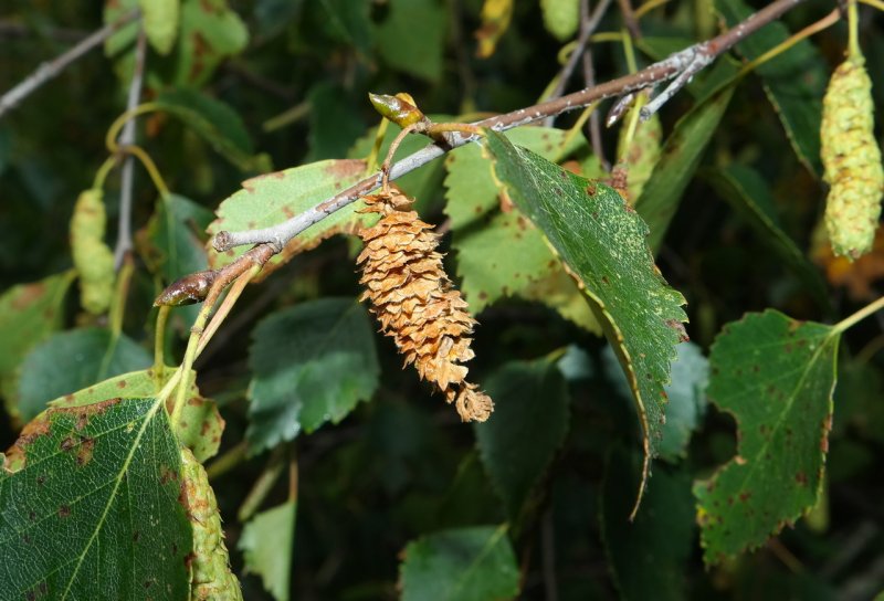 Берёза чёрная (Betula nigra)в Калифорнии