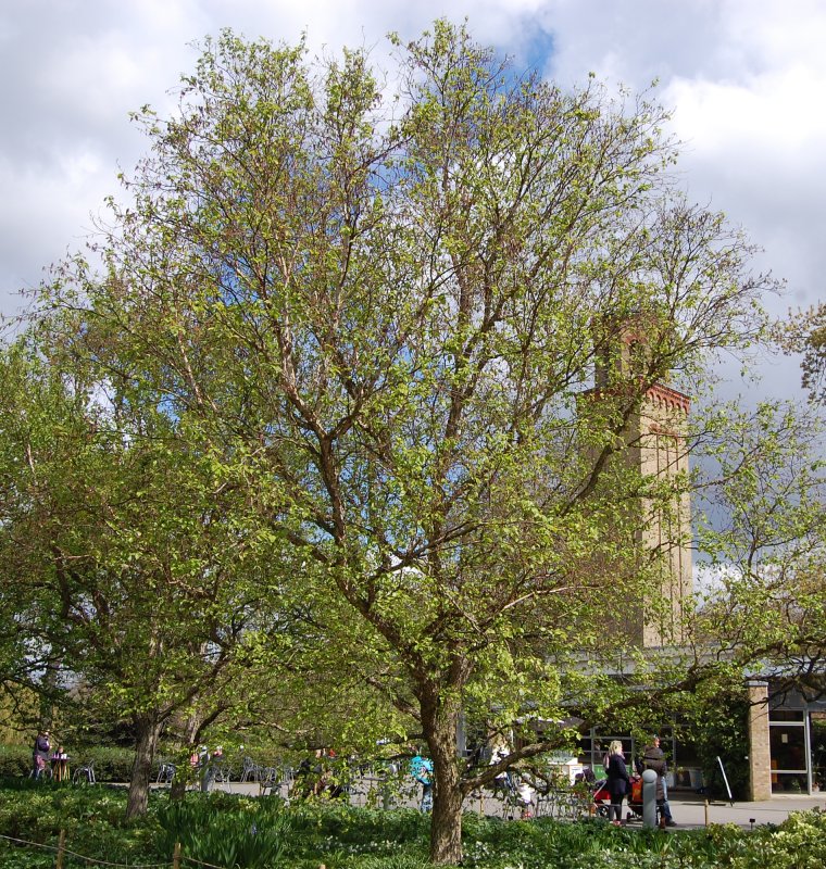 Betula nigra
