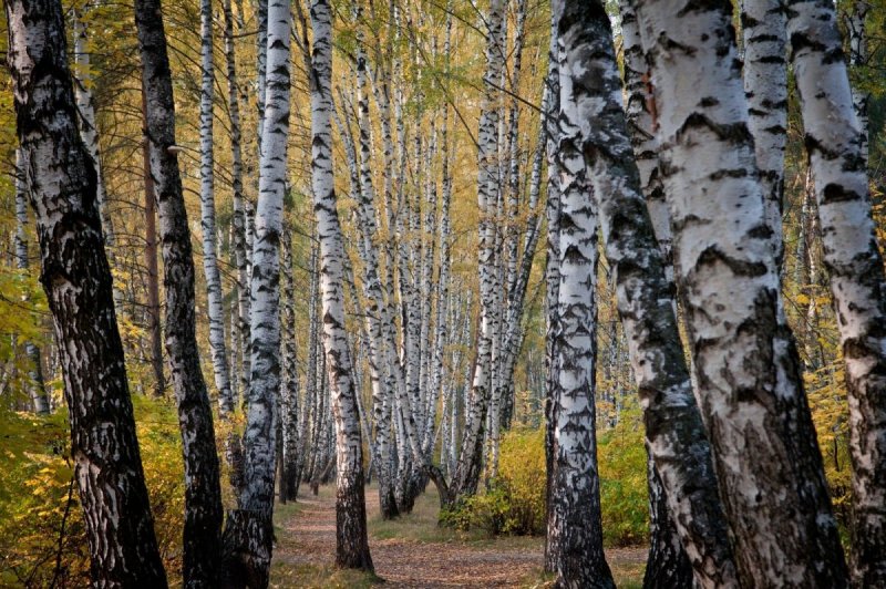 Betula nigra Fox Valley