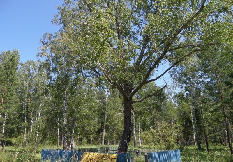 Береза Даурская кора