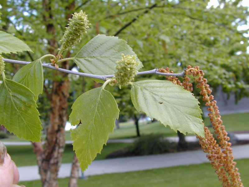 Betula nigra
