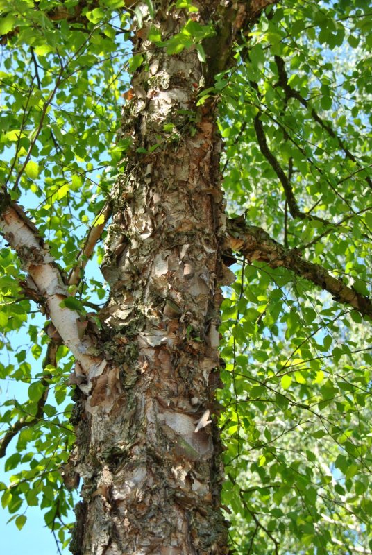 Betula pubescens