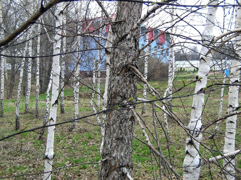 Березники город белых берез