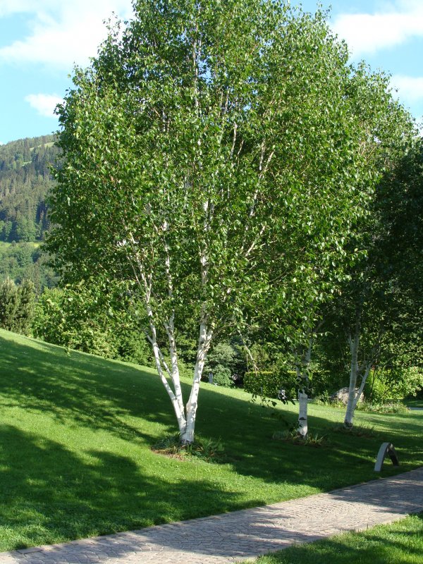 Черная береза Северной Америки