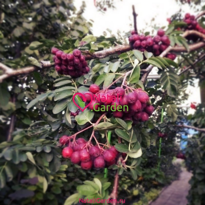Рябина обыкновенная Sorbus aucuparia