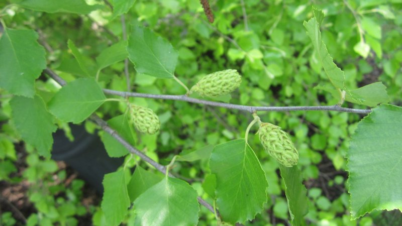 Betula raddeana