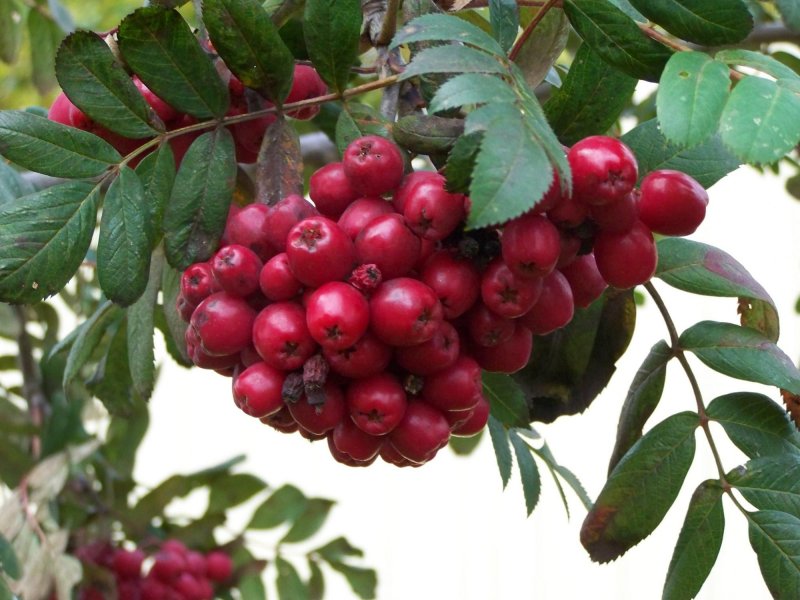 Sorbus Likjornaja рябина