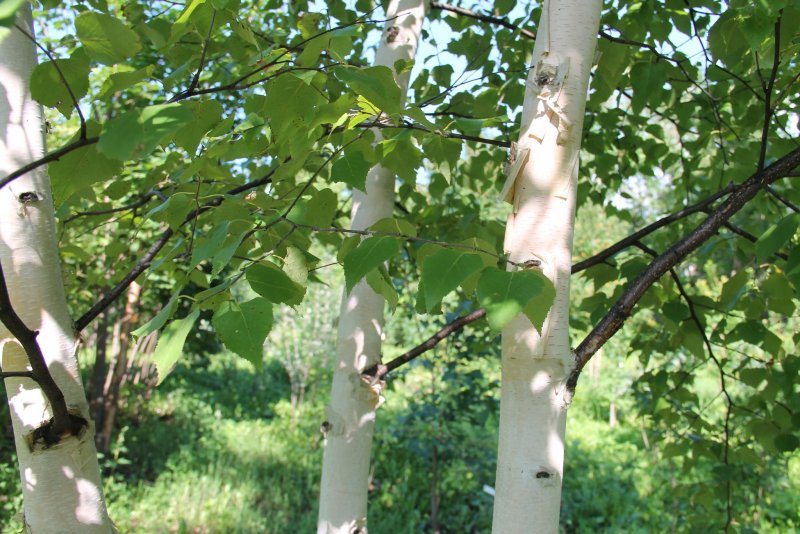 Береза черная Betula nigra