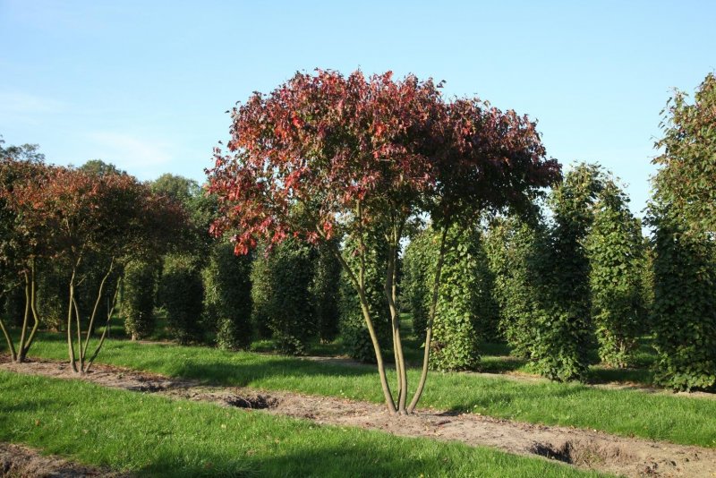 Рябина `Гранатная`, Sorbus `Granatnaja`