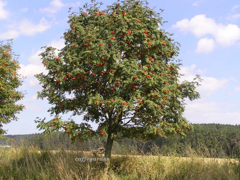 Рябина Sorbus aucuparia