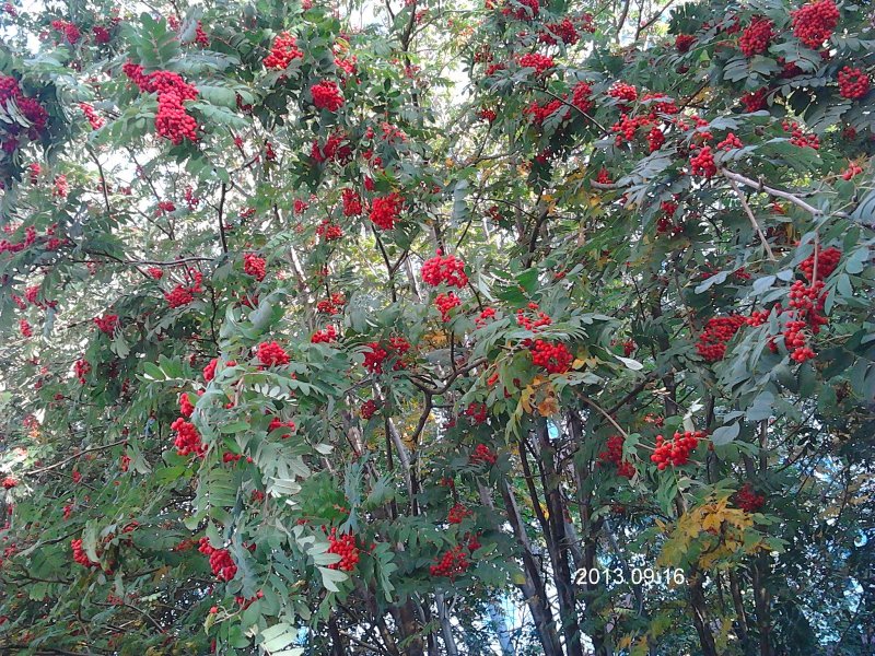 Рябина `Гранатная`, Sorbus `Granatnaja`