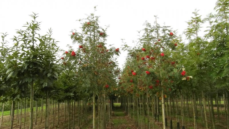 Рябина `Гранатная`, Sorbus `Granatnaja`