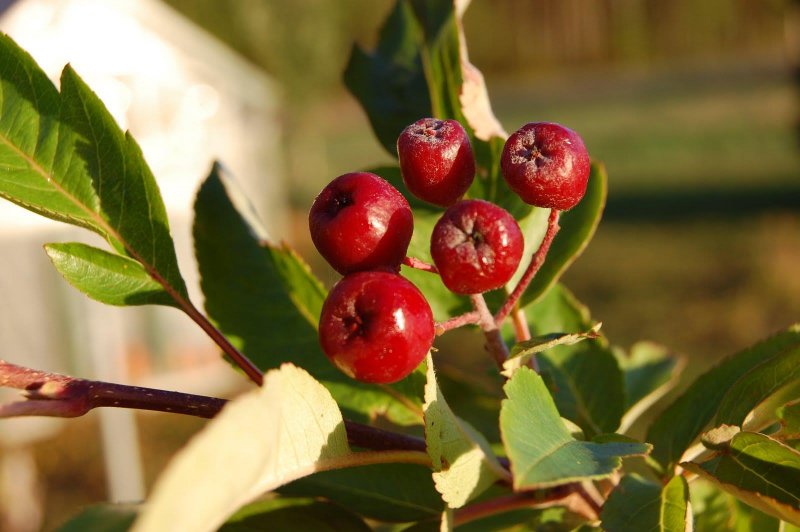 Рябина `Гранатная`, Sorbus `Granatnaja`