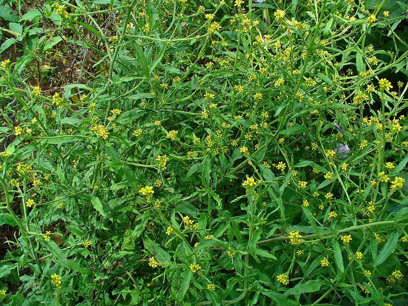 Sisymbrium officinale