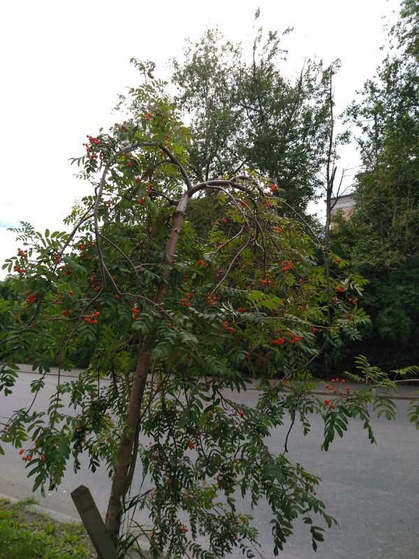 Рябина Гранатная Пендула