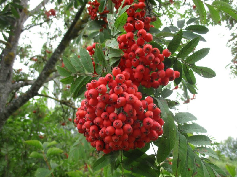 Рябина `Гранатная`, Sorbus `Granatnaja`