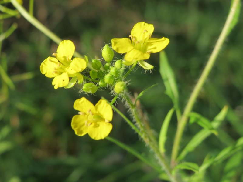 Sisymbrium loeselii
