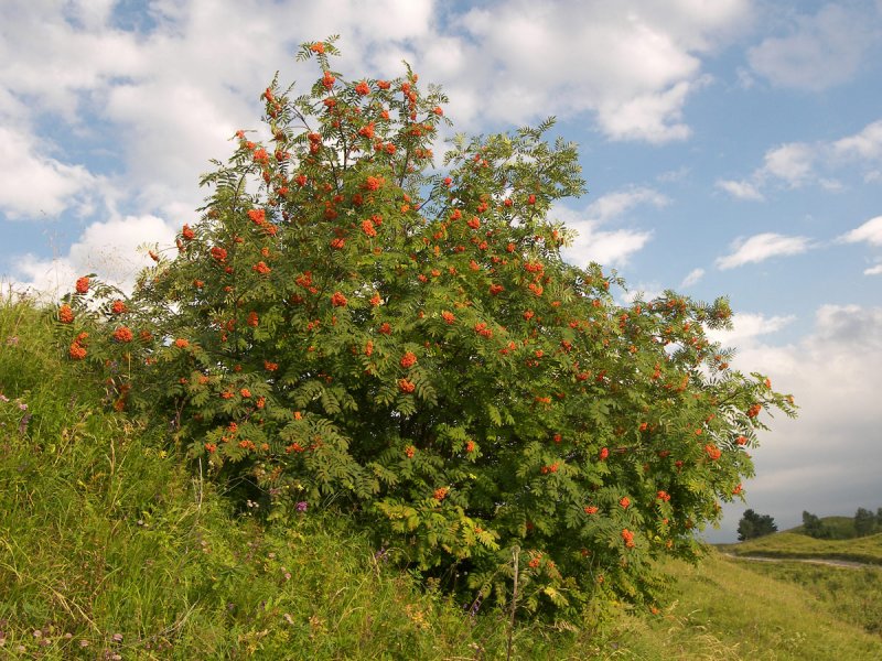 Рябина `Гранатная`, Sorbus `Granatnaja`