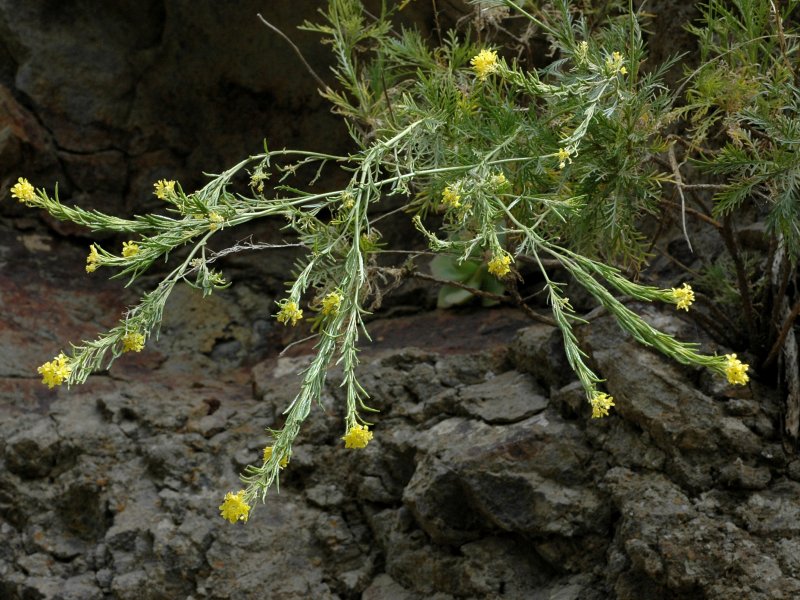 Гулявник лекарственный Sisymbrium officinale (l.) SCOP.
