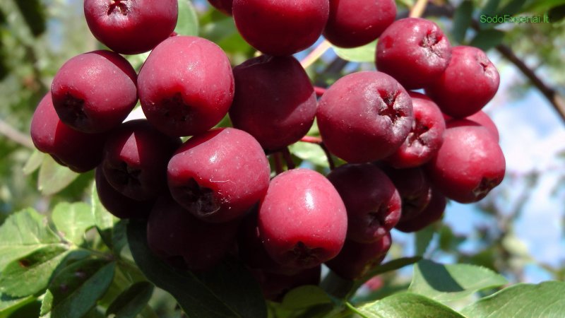 Рябина `Гранатная`, Sorbus `Granatnaja`