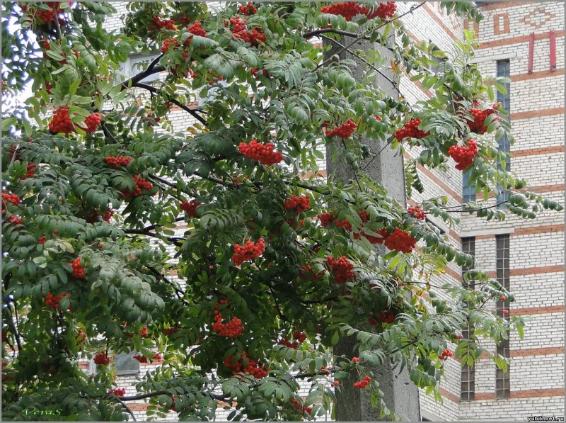Рябина обыкновенная Sorbus aucuparia