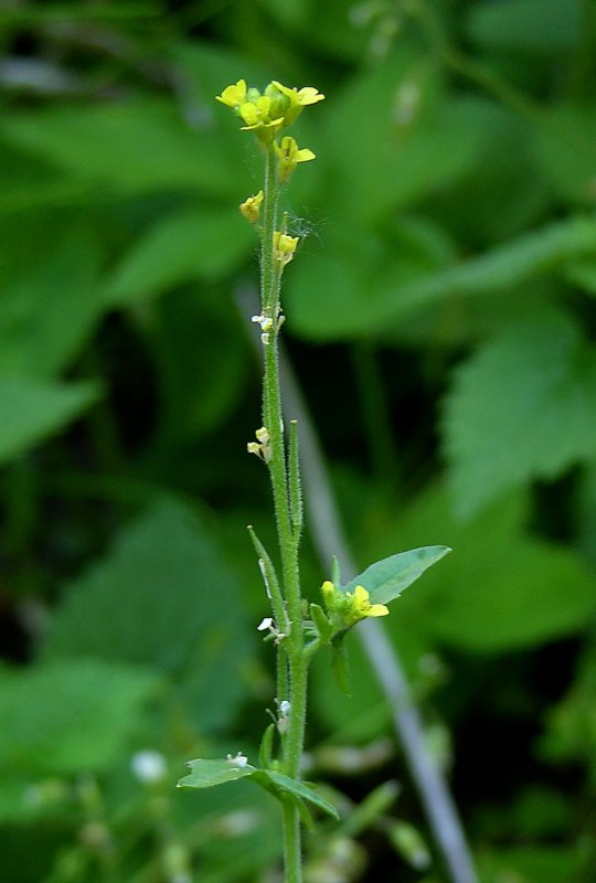Sisymbrium officinale