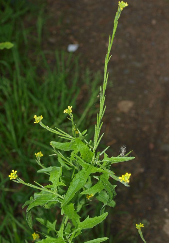 Гулявник Лезеля Sisymbrium loeselii