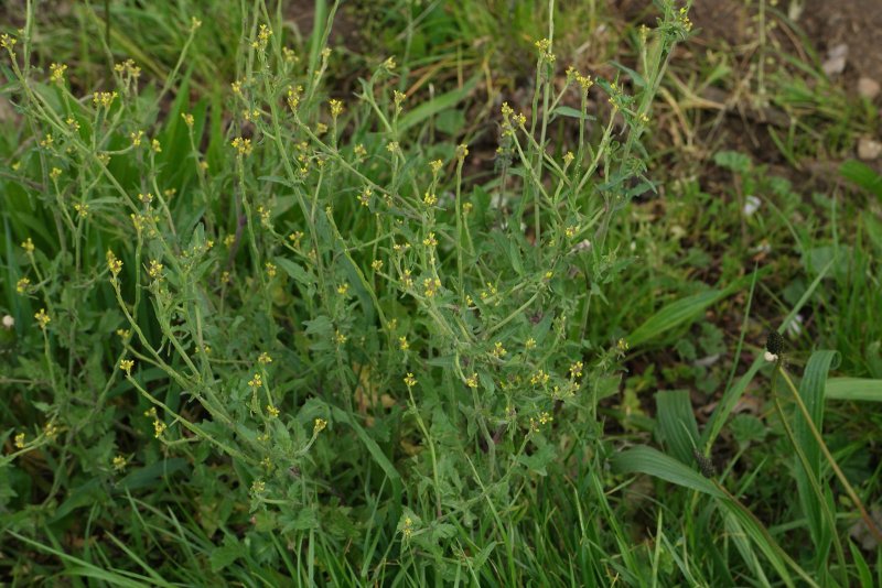 Sisymbrium officinale
