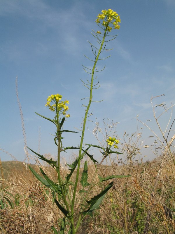 Гулявник Лезеля Sisymbrium loeselii