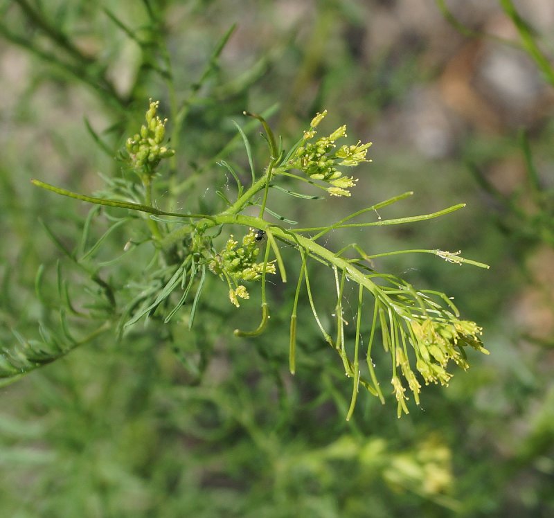 Sisymbrium loeselii