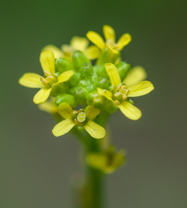 Sisymbrium officinale