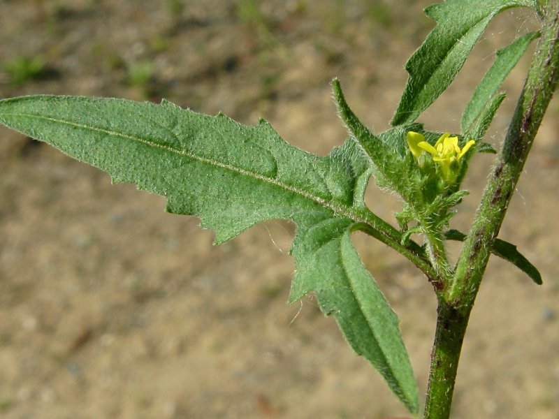Sisymbrium loeselii