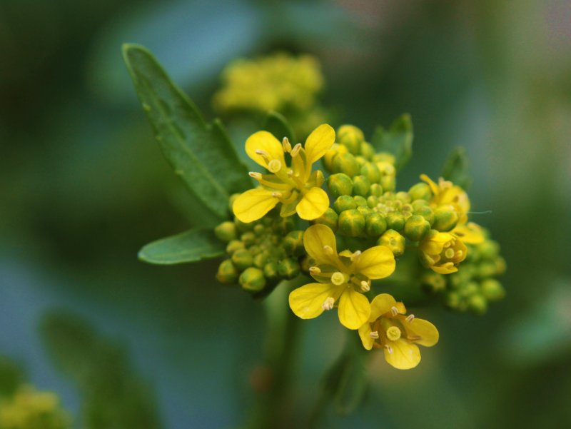Гулявник лекарственный (Sisymbrium officinale)