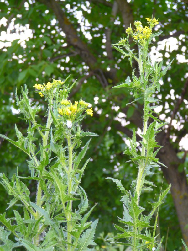 Гулявник Лезеля Sisymbrium loeselii
