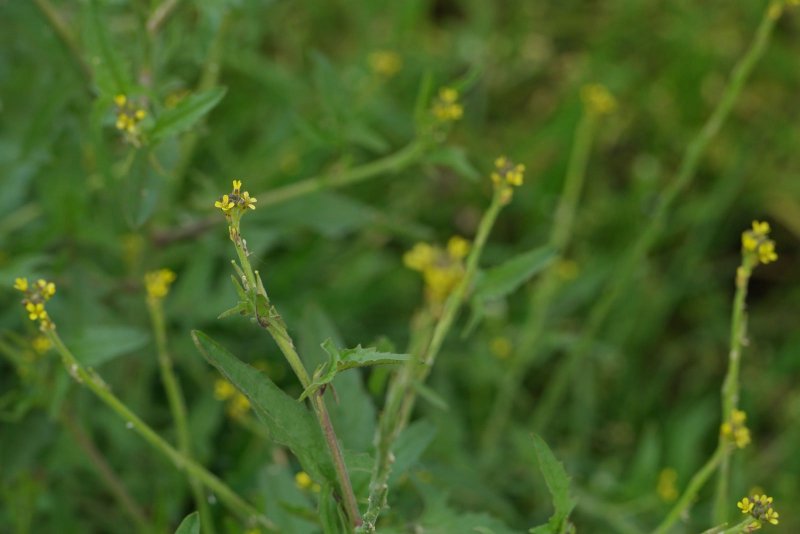 Sisymbrium officinale