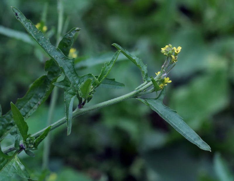 Гулявник лекарственный (Sisymbrium officinale)