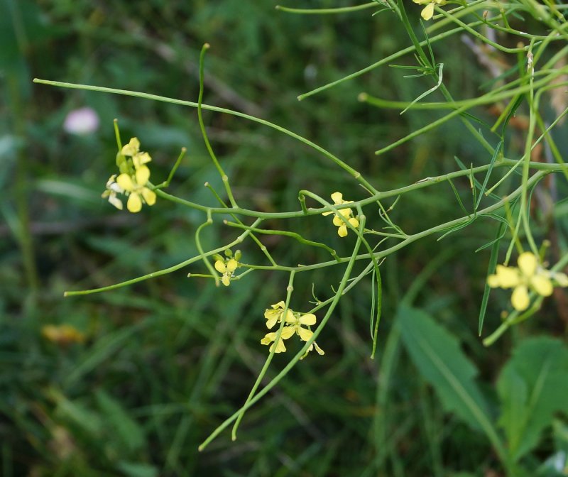 Гармала / Peganum harmala (Syrian rue)